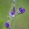 小さな花壇-紫先代萩