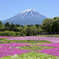 富士本栖湖リゾート 富士芝桜まつり