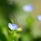 足下の花１