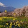 龍巌淵の桜