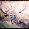 大山桜