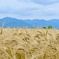 麦の秋