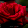 情熱の赤い薔薇