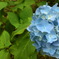 紫陽花