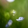 足下の花２