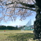 写真句：高校の桜３：NTW517