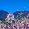 桜と浅間山　IMG8703zz