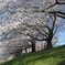 背割り堤の桜