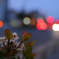 幹線道路の光と花