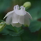 庭に咲く-深山苧環・白花