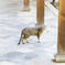 東福寺で会った猫