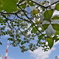 芝公園