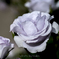 薄紫の薔薇