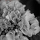 R0000435