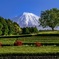 Fuji Mountain in April