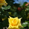 5月の薔薇たち