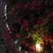Night Rose Garden