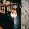 野良猫