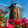 オランダ風車「リーフデ」①