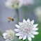 Astrantia flight