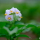 じゃがいもの花