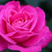 鮮やかなピンク色のバラ