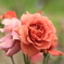 薔薇の季節
