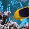 Rockbeauty-angelfish