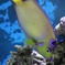 Townsend Angelfish
