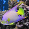 Townsend Angelfish