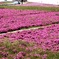 芝桜が咲いていた公園
