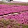 芝桜が咲いていた公園