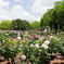 鶴舞公園のバラと新緑