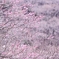 雪梅