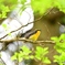 初夏の音色