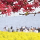 3色の花