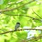 夏鳥