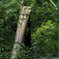 鹿児島の竹の写真3枚 (1)