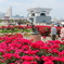 山下公園の薔薇園