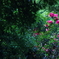 Rhododendron