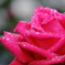 薔薇と雨