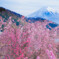 春の富士山