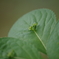 野草園‐花筏の雄花