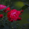 五月の赤い薔薇