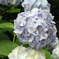 Hydrangea