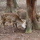 奈良公園の鹿さん