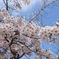 満開の桜