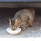 野良猫　水分補給中