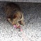 野良猫　紐で遊ぶ