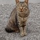 野良猫　カメラ目線